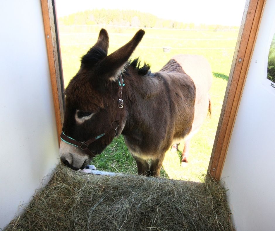 Paulchen schaut neugierig in den Bauwagen hinein