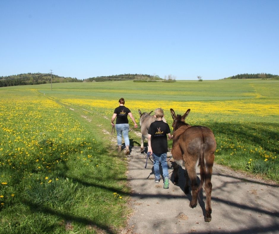 Spaziergang im mai mit den Eseln