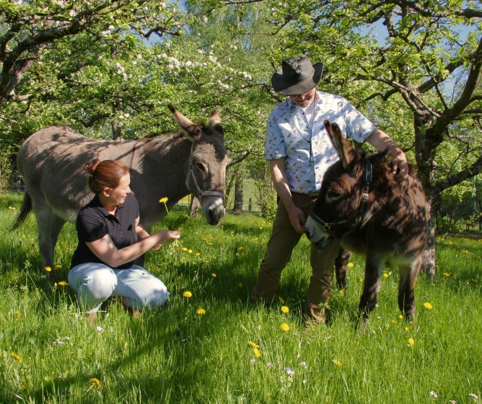 Die beiden Esel mit Frauchen und ihrem Papa auf einer Apfelbaumwiese im Frühling