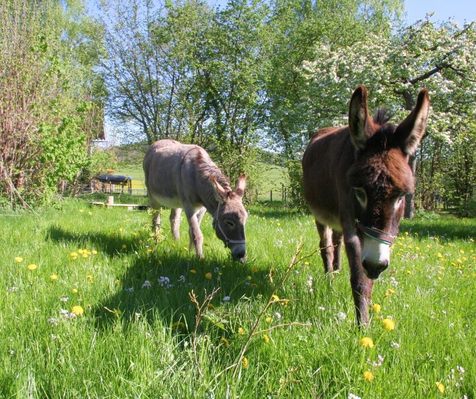 die beide esel peterle und paulchen