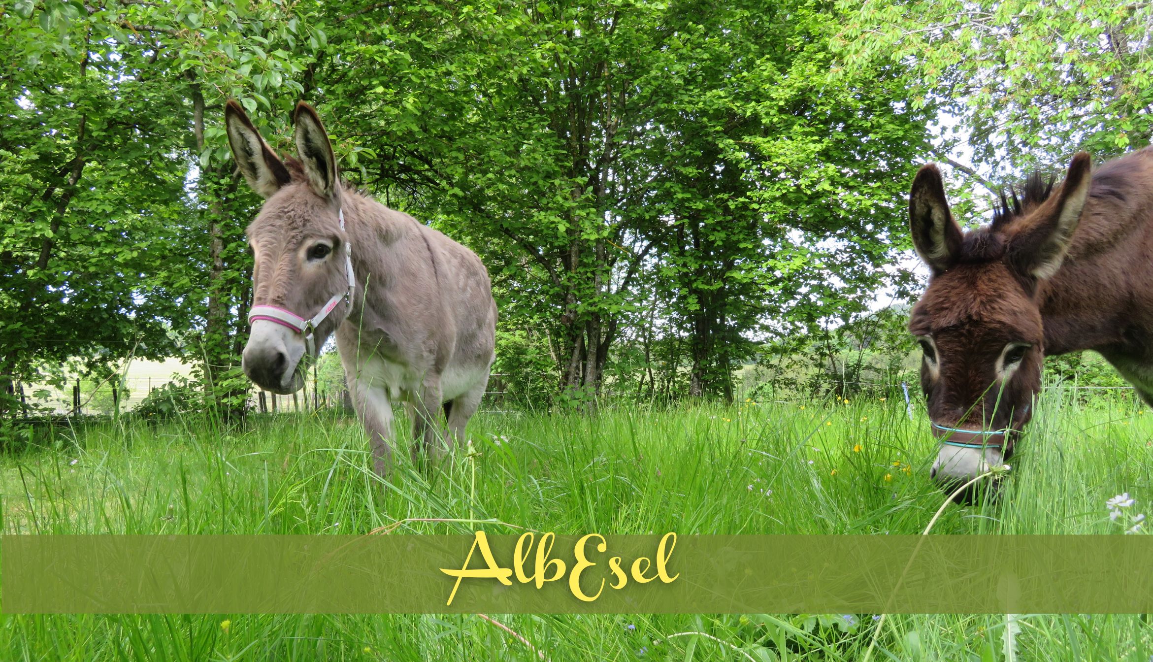Headerbild mit zwei eseln von albesel